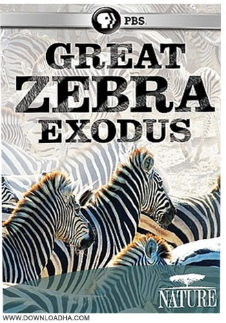 Great Zebra Exodus مستند مهاجرت عظیم گورخرها Nature: Great Zebra Exodus 2013